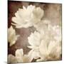 Art Floral Vintage Sepia Background with White Asters-Irina QQQ-Mounted Art Print