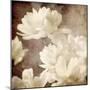 Art Floral Vintage Sepia Background with White Asters-Irina QQQ-Mounted Art Print