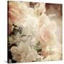 Art Floral Vintage Sepia Background with White Roses-Irina QQQ-Stretched Canvas