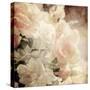 Art Floral Vintage Sepia Background with White Roses-Irina QQQ-Stretched Canvas