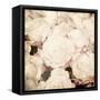 Art Floral Vintage Sepia Background with White Roses-Irina QQQ-Framed Stretched Canvas