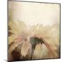 Art Floral Vintage Sepia Blurred Background with One Light Yellow Chamomile-Irina QQQ-Mounted Art Print