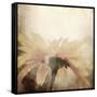 Art Floral Vintage Sepia Blurred Background with One Light Yellow Chamomile-Irina QQQ-Framed Stretched Canvas