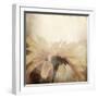 Art Floral Vintage Sepia Blurred Background with One Light Yellow Chamomile-Irina QQQ-Framed Art Print