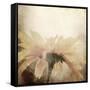 Art Floral Vintage Sepia Blurred Background with One Light Yellow Chamomile-Irina QQQ-Framed Stretched Canvas