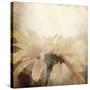 Art Floral Vintage Sepia Blurred Background with One Light Yellow Chamomile-Irina QQQ-Stretched Canvas
