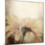 Art Floral Vintage Sepia Blurred Background with One Light Yellow Chamomile-Irina QQQ-Mounted Art Print