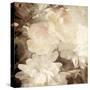 Art Floral Vintage Sepia Blurred Background with White Asters and Roses-Irina QQQ-Stretched Canvas