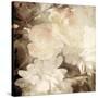 Art Floral Vintage Sepia Blurred Background with White Asters and Roses-Irina QQQ-Stretched Canvas