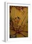 Art Flower-10-Moises Levy-Framed Premium Giclee Print