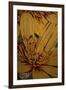 Art Flower-10-Moises Levy-Framed Giclee Print