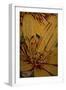 Art Flower-10-Moises Levy-Framed Giclee Print