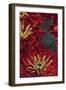 Art Flower-11-Moises Levy-Framed Giclee Print