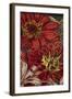 Art Flower-12-Moises Levy-Framed Giclee Print