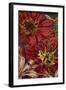 Art Flower-12-Moises Levy-Framed Giclee Print