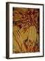 Art Flower-1-Moises Levy-Framed Giclee Print