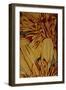 Art Flower-1-Moises Levy-Framed Giclee Print