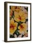Art Flower-3-Moises Levy-Framed Giclee Print