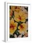 Art Flower-3-Moises Levy-Framed Giclee Print