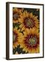 Art Flower-5-Moises Levy-Framed Giclee Print