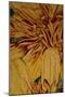 Art Flower-8-Moises Levy-Mounted Giclee Print