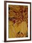Art Flower-8-Moises Levy-Framed Giclee Print