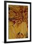 Art Flower-8-Moises Levy-Framed Giclee Print