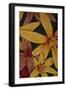 Art Flower-9-Moises Levy-Framed Premium Giclee Print