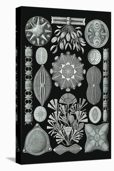 Art Forms of Nature - Diatomea - Ernst Haeckel Artwork-Lantern Press-Stretched Canvas