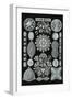 Art Forms of Nature - Diatomea - Ernst Haeckel Artwork-Lantern Press-Framed Art Print