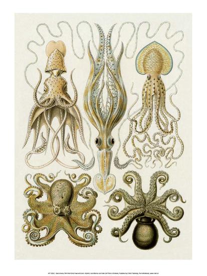 Forms of Gamochonia' Prints - Ernst Haeckel | AllPosters.com