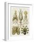 Art Forms of Nature, Gamochonia-Ernst Haeckel-Framed Art Print
