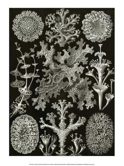 Forms of Lichenes' Art - Haeckel | AllPosters.com
