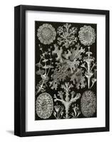 Art Forms of Nature, Lichenes-Ernst Haeckel-Framed Art Print