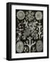 Art Forms of Nature, Lichenes-Ernst Haeckel-Framed Art Print