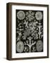 Art Forms of Nature, Lichenes-Ernst Haeckel-Framed Art Print