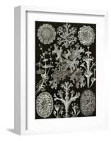 Art Forms of Nature, Lichenes-Ernst Haeckel-Framed Art Print