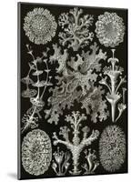 Art Forms of Nature, Lichenes-Ernst Haeckel-Mounted Art Print