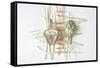 ART.ichoke - 2-Dimitar Lazarov --Framed Stretched Canvas