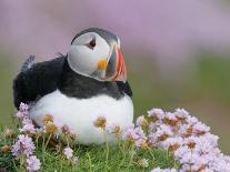 Atlantic Puffin and Sea Pink Flowers, Saltee Island, Ireland-Art Morris-Laminated Photographic Print