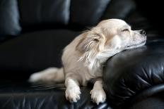 Chihuahua Dog Dozing on Black Leather Sofa under Natural Light from Window-art nick-Mounted Photographic Print