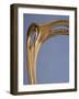 Art Nouveau Style Chair, 1900-Hector Guimard-Framed Giclee Print