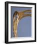 Art Nouveau Style Chair, 1900-Hector Guimard-Framed Giclee Print