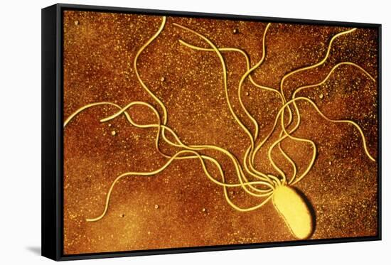 Art of a Salmonella-like Bacterium-Francis Leroy-Framed Stretched Canvas