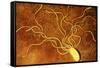 Art of a Salmonella-like Bacterium-Francis Leroy-Framed Stretched Canvas