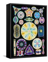 Art of Diatom Algae (from Ernst Haeckel)-null-Framed Stretched Canvas