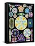 Art of Diatom Algae (from Ernst Haeckel)-null-Framed Stretched Canvas