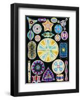 Art of Diatom Algae (from Ernst Haeckel)-null-Framed Premium Photographic Print