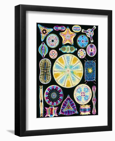 Art of Diatom Algae (from Ernst Haeckel)-null-Framed Premium Photographic Print