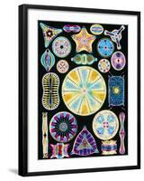 Art of Diatom Algae (from Ernst Haeckel)-null-Framed Premium Photographic Print